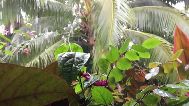 ラロトンガ島 クック諸島の雨のぬれた熱帯モンスーンの季節の間に熱帯雨嵐 — ストック動画