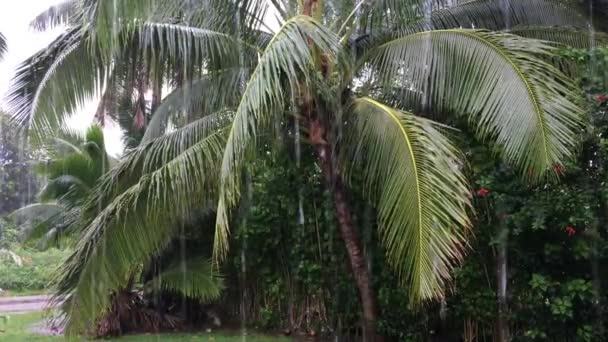 在库克群岛拉罗通加雨季潮湿的热带季风季节的热带暴雨 — 图库视频影像