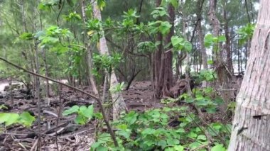 Adacık Muri Lagoon Rarotonga Cook Adası tropik görünümü