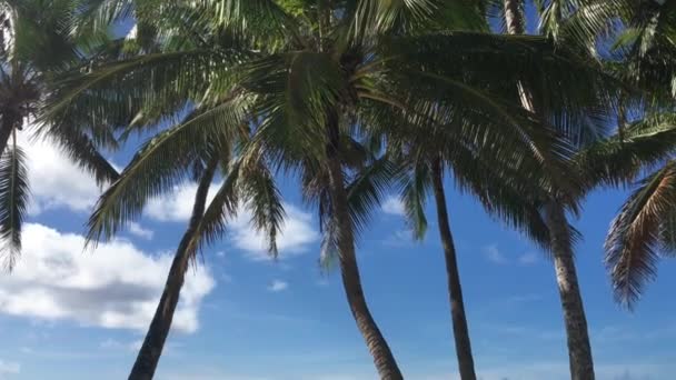 Пустой Гамак Пляже Титикавека Раротонге Острова Кука — стоковое видео