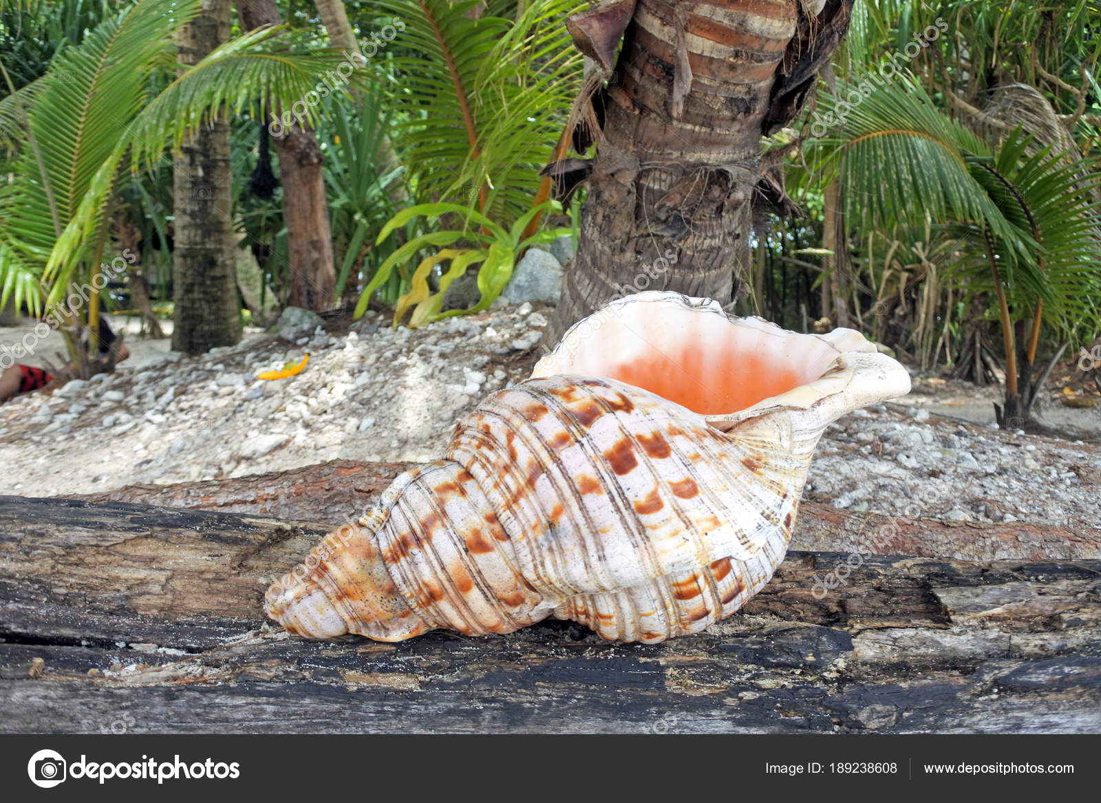Polynesian Conch Shell Horn — Stock Photo © lucidwaters ...