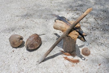 Hindistan cevizi meyve çok hızlı bir şekilde Rarotonga, Cook Adaları kabuğu kaldırır için Hindistan cevizi kabuğu soyma araçları kullanın.