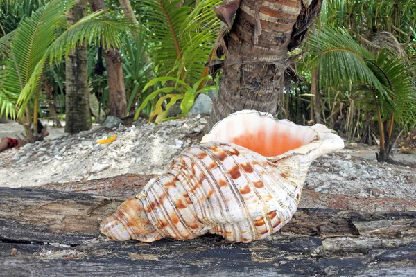 Chifre de concha polinésia — Fotografia de Stock