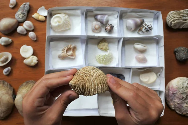 Pessoa coleção conchas — Fotografia de Stock