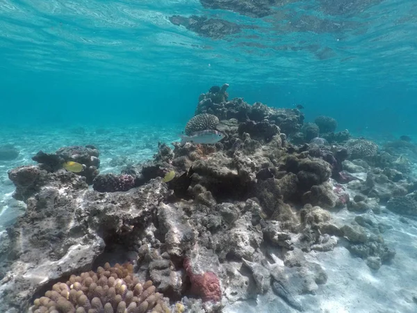 Korallenriffe Meereslebewesen in rarotonga kochen Inseln — Stockfoto