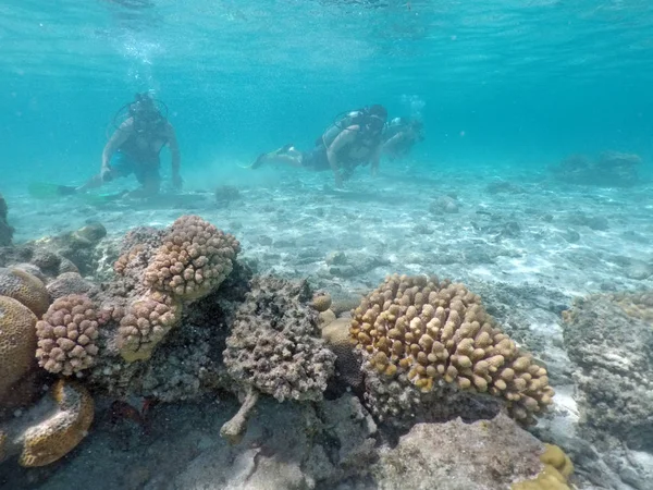 Lidé potápět v Cookovy ostrovy Rarotonga — Stock fotografie