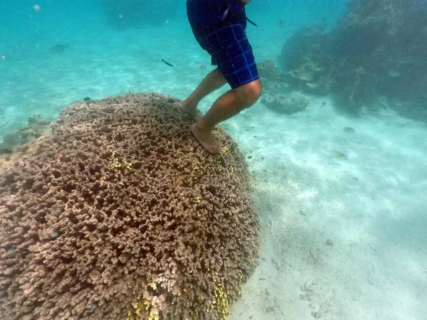 Person, die auf einer gesunden Koralle in rarotonga Kochinseln steht — Stockfoto