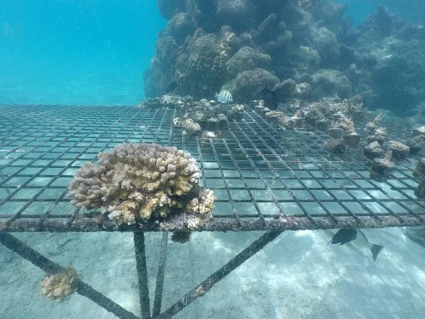산호 rreef 복원 라로통가 쿡 제도 — 스톡 사진