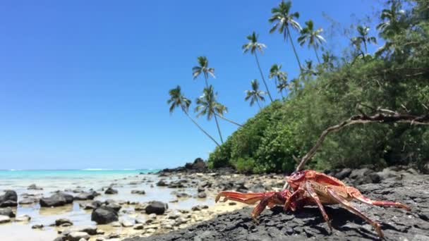Krabben Sitzen Auf Einem Felsen Auf Einer Kleinen Insel Der — Stockvideo