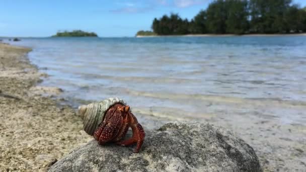 Krab Poustevník Sit Skále Proti Muri Laguny Rarotonga Cookovy Ostrovy — Stock video
