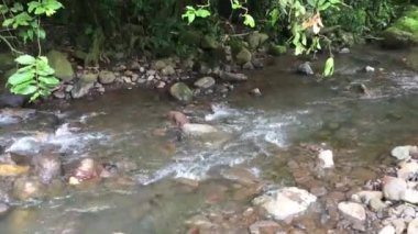 Avana akışı Rarotonga, Cook Adaları iç orman.