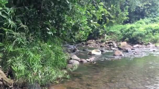 Fluxo Avana Selva Interior Rarotonga Ilhas Cook — Vídeo de Stock