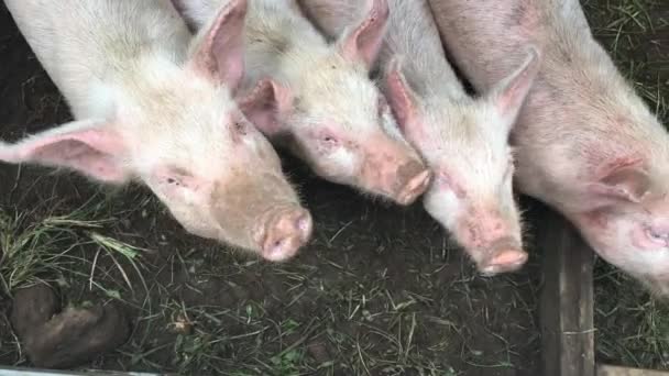 Junge Schweine Einer Farm Rarotonga Kochinseln — Stockvideo