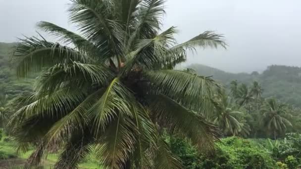 在库克群岛拉罗通加雨季潮湿的热带季风季节的热带暴雨 — 图库视频影像