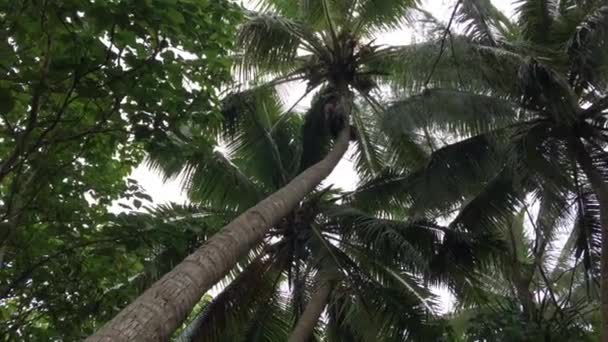 Koka Islander Man Samla Kokosnötter Från Ett Träd Rarotonga Cooköarna — Stockvideo