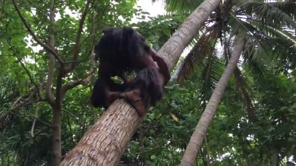 Islander Gotować Człowieka Zejść Drzewa Kokosy Wyspy Cooka Rarotonga — Wideo stockowe