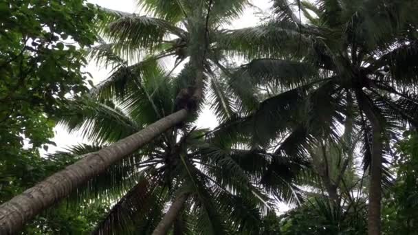 Koch Inselbewohner Mann Sammelt Kokosnüsse Von Einem Baum Rarotonga Kochen — Stockvideo