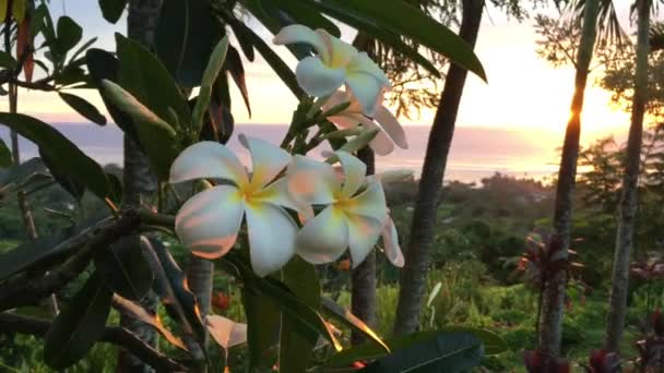 Plumeria Flores Pôr Sol Cresce Rarotonga Ilhas Cook Fundo Natureza — Vídeo de Stock