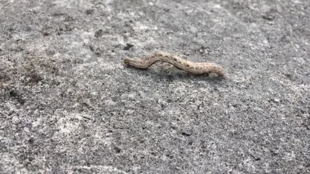 Tropiska Armyworm Larv Rarotonga Cooköarna Den Armyworm Caterpilla Kan Växa — Stockvideo