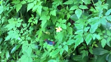 Kırmızı postacı kelebek polen toplama. Cook Adaları Rarotonga invaziv bir ot denetlemek için yeni bir biyolojik mücadele aracı olduğunu.