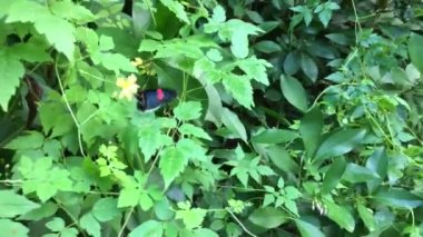 Kırmızı postacı kelebek polen fromflower toplama. Cook Adaları Rarotonga invaziv bir ot denetlemek için yeni bir biyolojik mücadele aracı olduğunu.