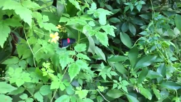 Roter Postbote Schmetterling Beim Sammeln Von Blütenpollen Ist Ein Neues — Stockvideo