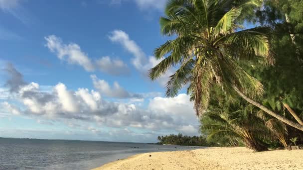 日の出でラロトンガ島 クック諸島でムリ ラグーンの景観 — ストック動画