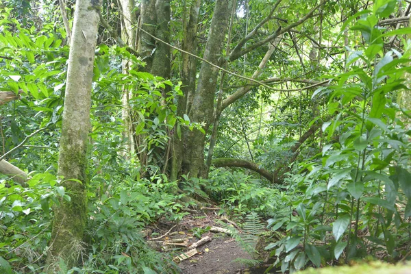 Sentier vide dans la piste traversant l'île dans la forêt tropicale de Raroto — Photo