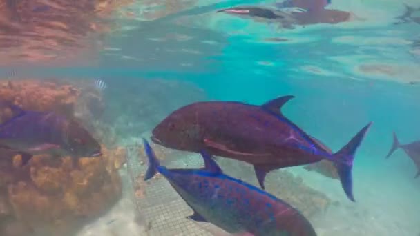 Coral Reef Helyreállítása Rarotonga Cook Szigetek — Stock videók
