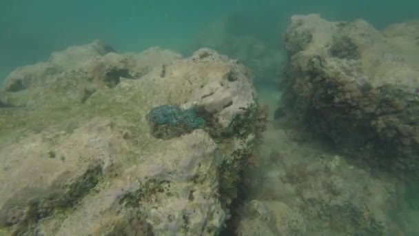 Γιγαντιαίο Αχιβάδα Υποβρύχια Στην Νήσοι Κουκ Ραροτόνγκα — Αρχείο Βίντεο