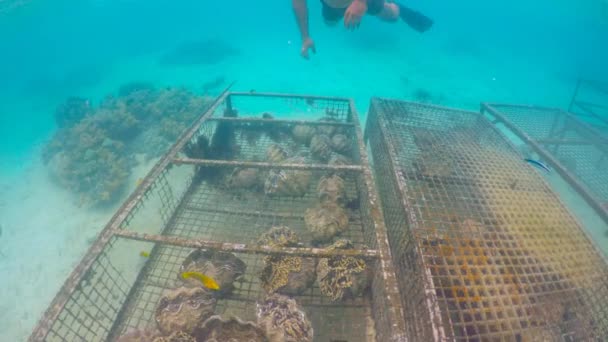 在拉罗通加库克群岛的一个泻湖大蛤农场 — 图库视频影像