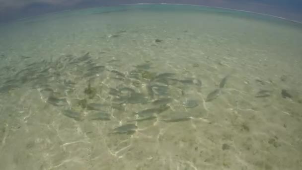 热带鱼游泳水下穆里泻湖拉罗通加库克群岛 — 图库视频影像