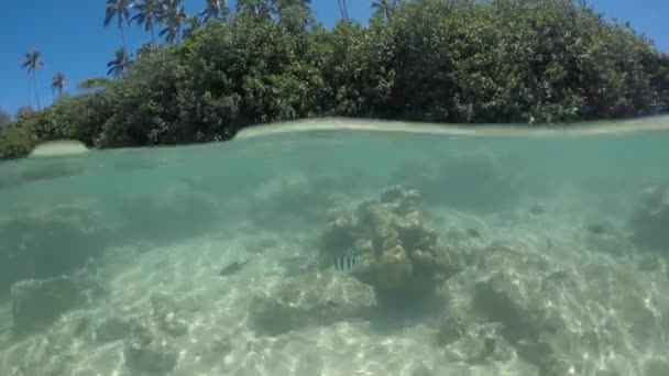 Tropiska Fiskar Simma Vattnet Muri Lagoon Rarotonga Cooköarna — Stockvideo