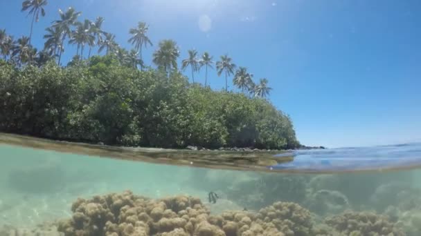 Peces Tropicales Nadan Bajo Agua Laguna Muri Rarotonga Islas Cook — Vídeos de Stock