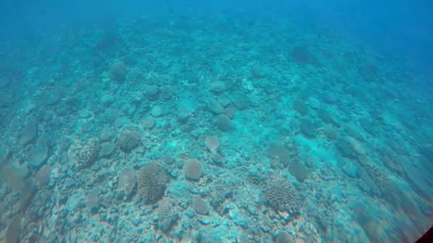 Vista Subaquática Recife Coral Rarotonga Ilhas Cook — Vídeo de Stock