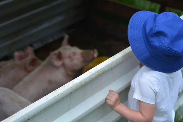 Young girl age looks at a piglet — Stock Photo, Image