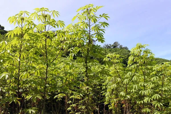 Plantas de mandioca crece en una granja Fiji —  Fotos de Stock