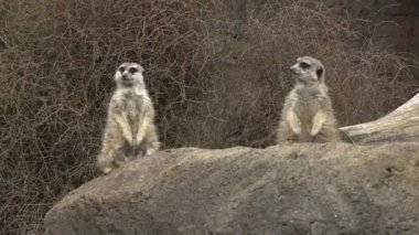 İki çöl faresi arıyorum-Namibya, Afrika ve hayvan ile bir kaya üzerinde uyarı yüz duruyor. 