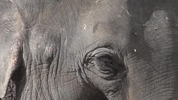 Asiático Elefante Animal Rosto Extreme Close Chitwan National Park Nepal — Vídeo de Stock