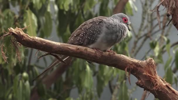 Australijski Diamond Dove Siedzi Drzewie Północnej Australii — Wideo stockowe