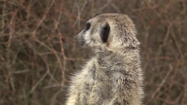 Meerkat Animal Alert Face Perto Namíbia África — Vídeo de Stock