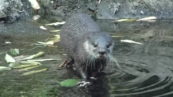 爪カワウソがインドネシアの川の銀行にエビを食べる — ストック動画