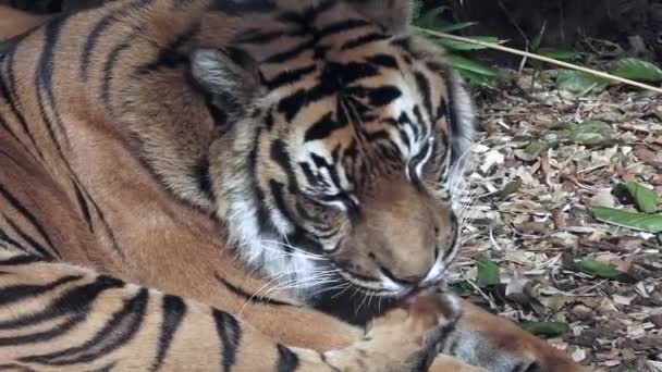 Розслабленої Sumatran Тигр Лизати Його Лапи Крупним Планом — стокове відео