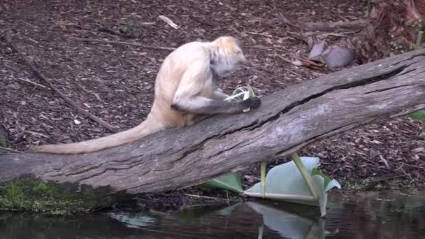 Spider Monkey Eats Banana Tree Leaf Tree South America Brazil — Stock Video