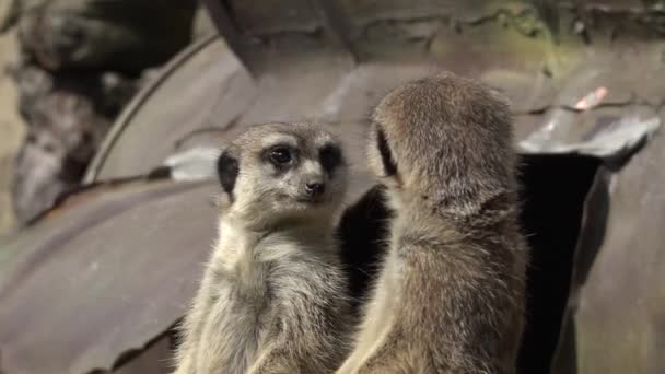 Deux Visages Alerte Animale Meerkat Regardant Autour Namibie Afrique — Video