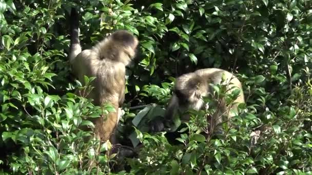 Two Spider Monkey Eats Banana Tree Leaf Tree South America — Stock Video