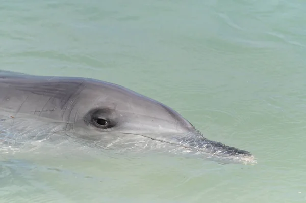 Delfín hembra nariz de botella del Indo-Pacífico en Shark Bay en el oeste de A —  Fotos de Stock