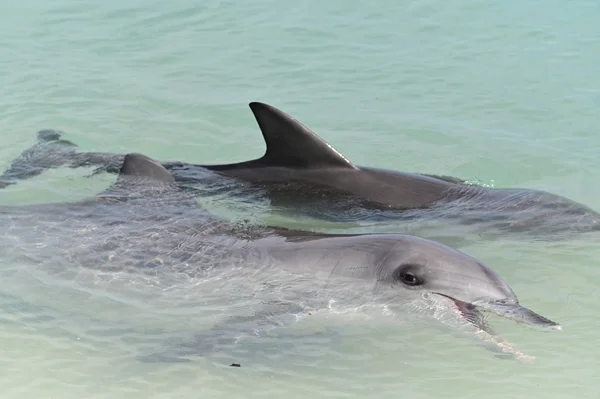 Indo-Pacific bottlenose female dolphin and cob at Shark Bay in W — Stock Photo, Image