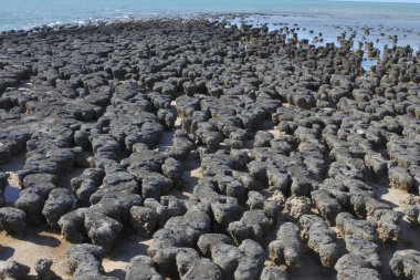 Stromatolites in Shark Bay Western Australia clipart