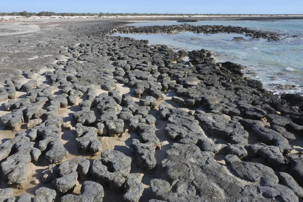 Stromatoliti a Shark Bay Australia Occidentale — Foto Stock
